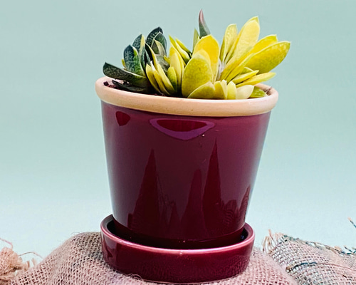 多肉植物　ガステリア子宝錦 ガステリア属の多肉植物 子宝錦の基本的な育て方をご紹介します