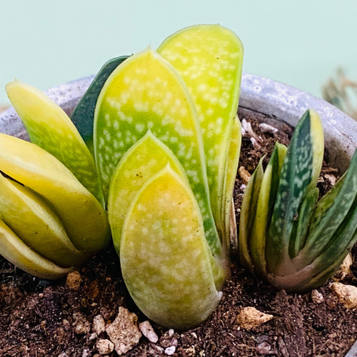 ガステリア 子宝錦♪ミニ鉢 多肉植物 グリーンインテリア 観葉植物