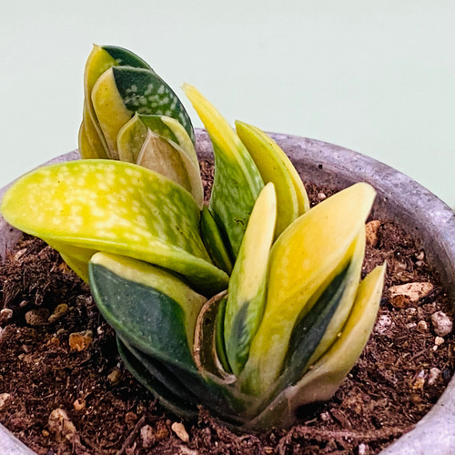 ガステリア 子宝錦♪ミニ鉢 多肉植物 グリーンインテリア 観葉植物