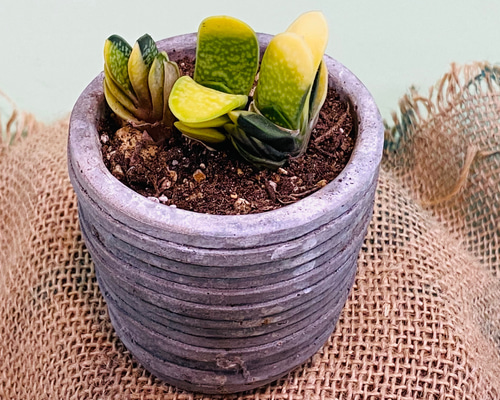 多肉植物　ガステリア子宝錦 Amazon｜ガステリア：子宝錦（コダカラニシキ） 2.5号[多肉植物