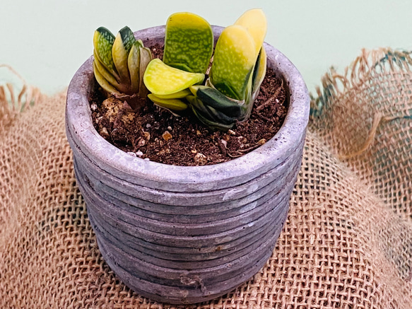 ガステリア 子宝錦♪ミニ鉢 多肉植物 グリーンインテリア 観葉植物