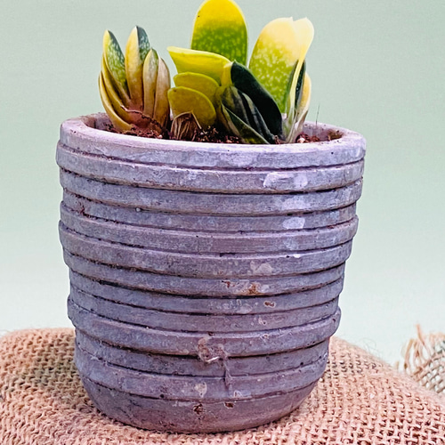 多肉植物　ガステリア子宝錦 楽天市場】多肉植物：ガステリア 子宝錦*幅3cm : 遊恵盆栽