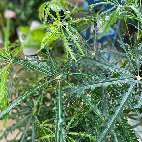 観葉植物】アラレア 8号 101 送料無料 その他インテリア雑貨 花 千の草