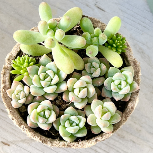 多肉植物 恋心♡葉先が紅葉♪♪ポットごと 【公式通販】 多肉植物