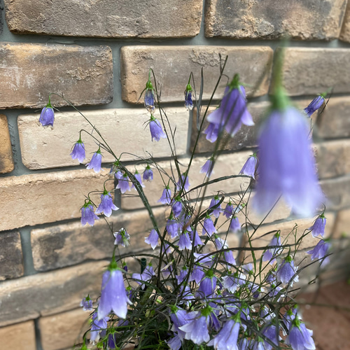 花苗＊岩沙参(イワシャジン) その他素材 Comu＊Garden 通販 14766293