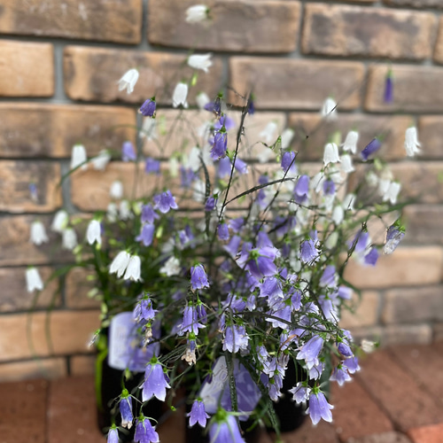 花苗＊岩沙参(イワシャジン) その他素材 Comu＊Garden 通販 14766293