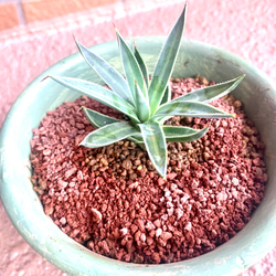 アガベ 滝の白糸 大株 多肉植物 キコリ 通販 14444649｜Creema