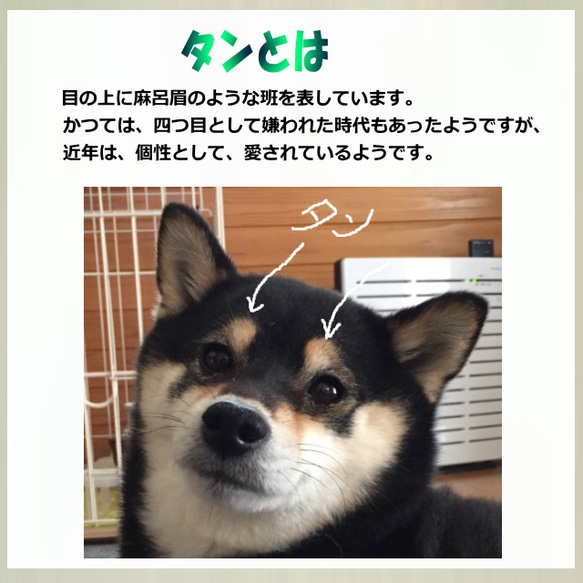 パピヨン ぬいぐるみ　羊毛フエルト製品でない　ギフト オーダーメイド 『羊毛フェルトの絵本』麒麟にのったカッパ君 U1332629451(10250円)