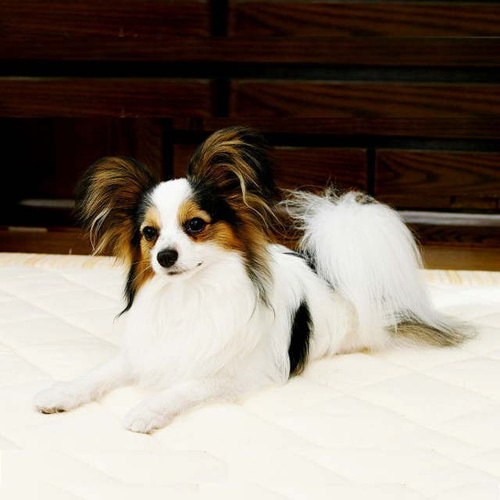 びっけ室内犬います。プロフ確認下さい。　　　羊毛フェルト　パピヨン　犬 びっけ室内犬います。プロフ確認下さい。様専用 羊毛フェルト