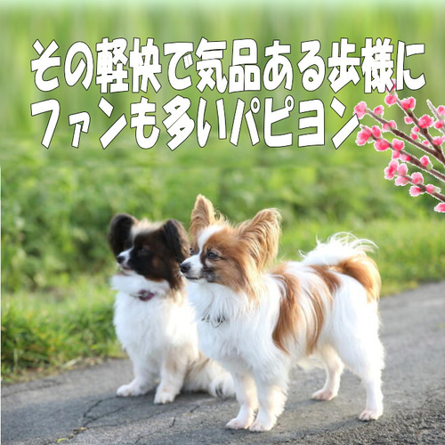 犬の日 2023 パピヨン・ぬいぐるみ 羊毛フエルト製品ではない