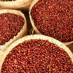 エチオピア イルガチェフェ アリーチャ　コーヒー豆  200g 3枚目の画像