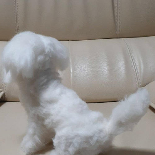 羊毛フェルト　おすましマルチーズちゃん 羊毛フェルト おすましマルチーズちゃん 羊毛フェルト