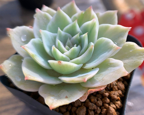 ෆ˚*感謝セールෆ˚* アイスグレープ 1苗 抜き苗 寄せ植え 多肉植物 ෆ˚*感謝セールෆ˚* アイスグレープ 1苗 抜き苗 寄せ植え