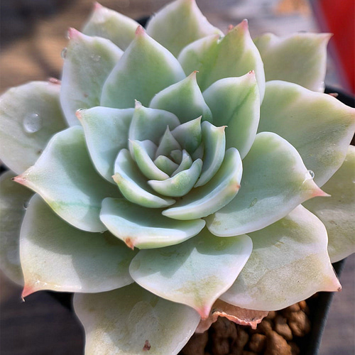 425.多肉植物 寄せ植え エケベリア属 アイスクイーン錦 抜き苗 アート