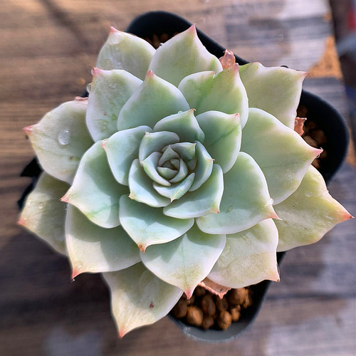 Echeveria swan lake錦多肉植物エケベリア 超レア抜き苗