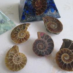 化石 ミニアンモナイト 5コセット15g 天然石 Rose Stone 通販