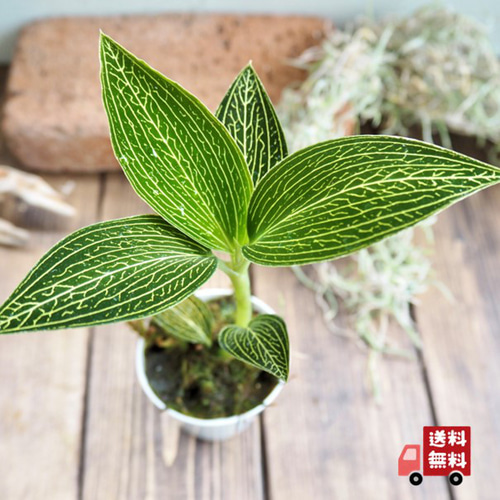 ひ*ん様 ジュエルオーキッド ルディシアディスカラー 黄桜 ひ*ん様