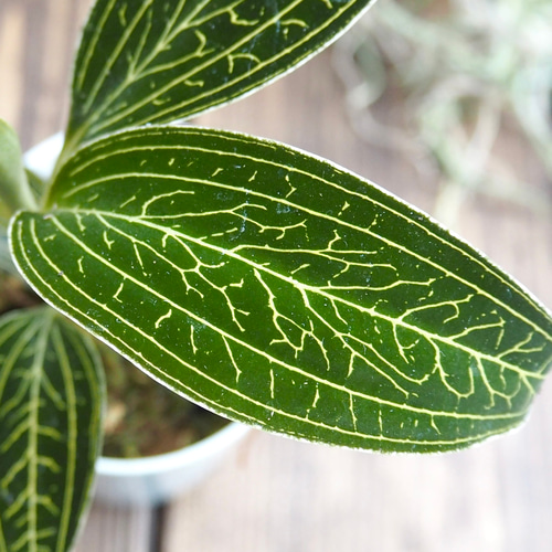 ジュエルオーキッド』ルディシア・ディスカラー☆宝石蘭☆希少種☆葉脈