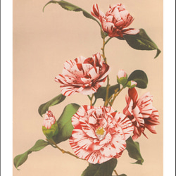 ボタニカルポスター、花のポスター、縞椿、花、植物、古民家にどうぞ。シンプルスタイル、北欧スタイルにも【O-0238】 8枚目の画像
