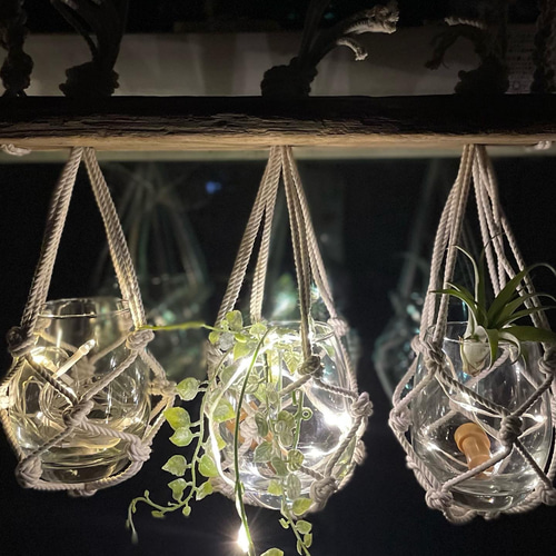 流木☆プランツハンガー お得なセット！流木ハンガー&エアプランツホルダー&チランジアホルダー