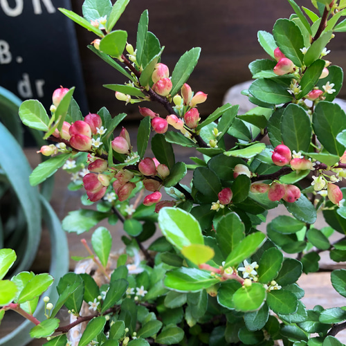 ✨✨✨オキナワハートツリー【◎良品素材】検/ハリツリマサキ/ハートツリー ハートのなる木♡毎年大きく♡ハートツリー♡観葉植物♡ アート