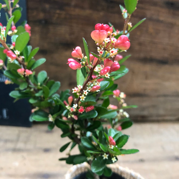 ✨✨✨オキナワハートツリー【◎良品素材】/ハート実happy♪セール♪ ハートのなる木♡毎年大きく♡ハートツリー♡観葉植物♡ アート