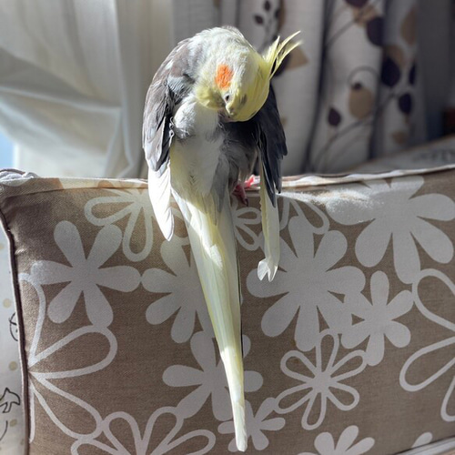 のせ専用ご注文ページ うちの子オーダー：オカメインコ リアル