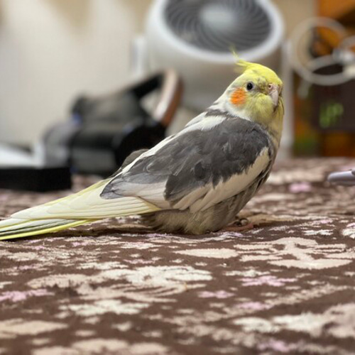 のせ専用ご注文ページ うちの子オーダー：オカメインコ リアル