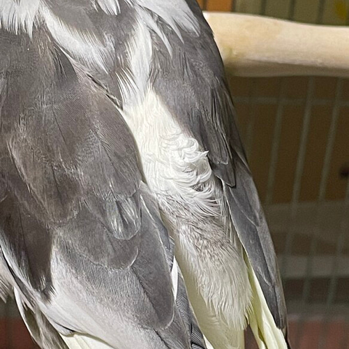 羊毛フェルト。オカメインコ。オーダーNo.18 - メルカリ