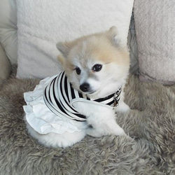 【犬服】フリルが可愛い白黒ボーダーのワンピース（M・S） 1枚目の画像
