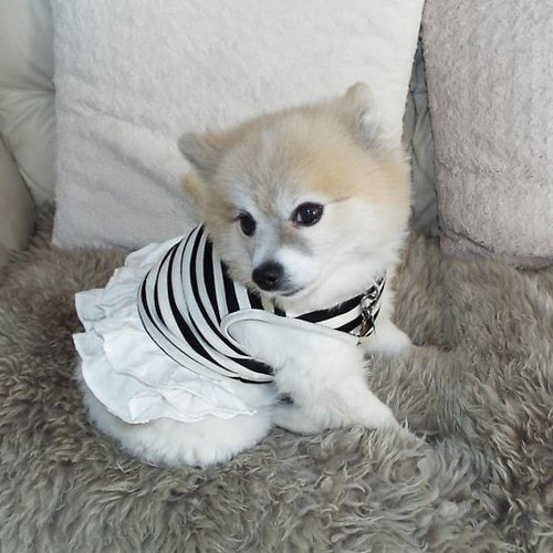 犬服】フリルが可愛い白黒ボーダーのワンピース（M・S） ペット服 