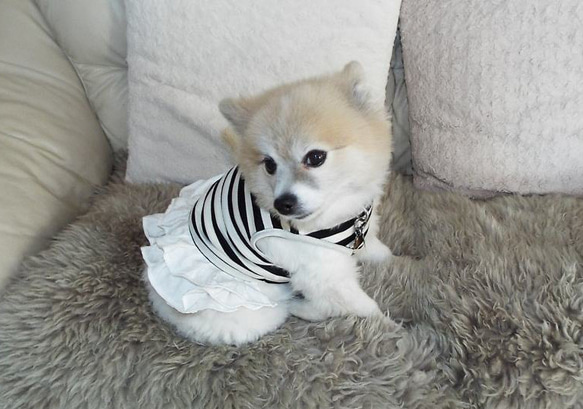 黒　白　ボーダーの犬の服 Amazon | Momo no Hana 犬 服 中型犬 冬 犬の服 小型犬 秋冬 冬