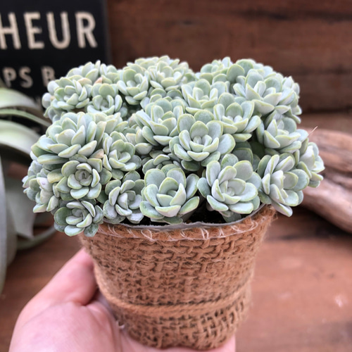 白雪ミセバヤ♡セダム♡多肉植物♡モリモリ アートフラワー パリ