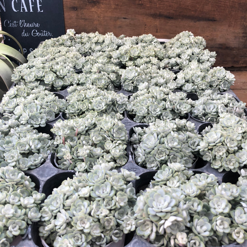 白雪ミセバヤ♡セダム♡多肉植物♡モリモリ アートフラワー パリ