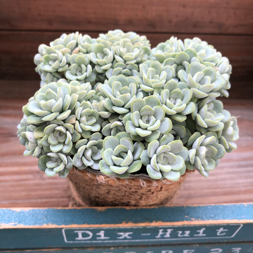 白雪ミセバヤ♡セダム♡多肉植物♡モリモリ アートフラワー パリ