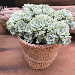 白雪ミセバヤ♡セダム♡多肉植物♡モリモリ アートフラワー パリ