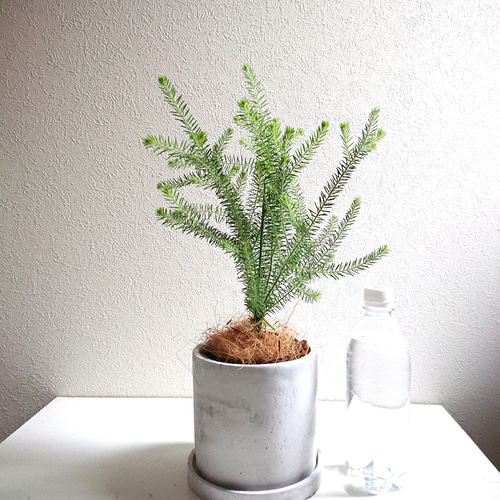 楽天市場】アカシア（ミモザ） 5号 プラスチック鉢 1鉢 ミモザアカシア 黄色の花 金合歓 MIMOSA Acacia : LAND PLANTS  楽天市場店