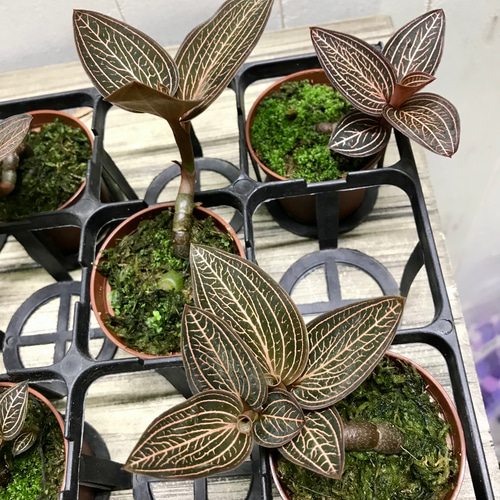 ジュエルオーキッド アネクトキルス ロクスバーギーUSA その他