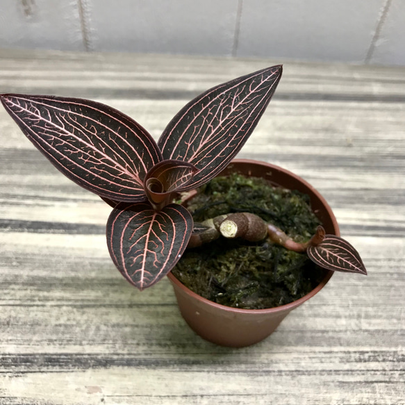 ジュエルオーキッド アネクトキルス ロクスバーギーUSA その他