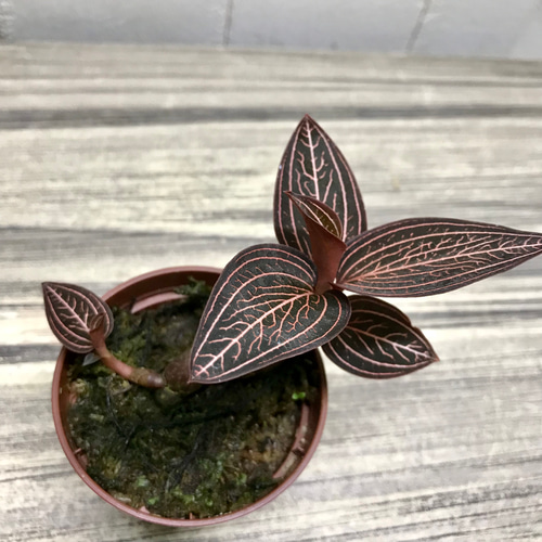 ジュエルオーキッド アネクトキルス ロクスバーギーUSA その他