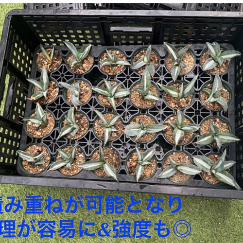 ✳️✳️超便利✳️✳️折りたたみコンテナ②個set‼️多肉、アガベ