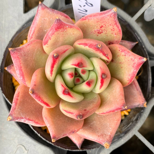 SALE】ロメオ×ギルティ 韓国苗 多肉植物 多肉植物 プクニク 通販
