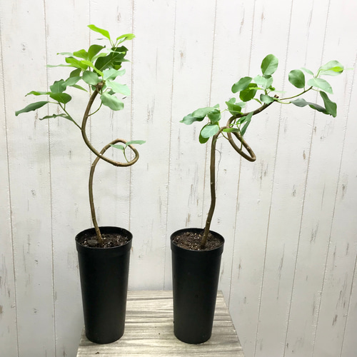 螺旋 曲がり樹形 フィカス ナタレンシス 3.5-4号ロング鉢 その他