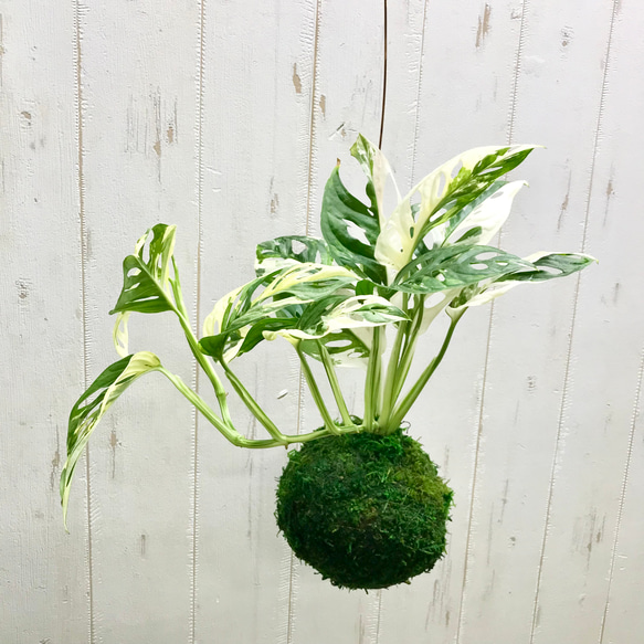 Monstera adansonii variegata モンステラ アダンソニー Monstera adansonii variegata モンステラ アダンソニー
