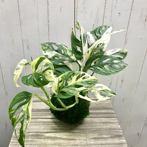 Monstera adansonii variegata モンステラ アダンソニー Monstera adansonii variegata モンステラ アダンソニー