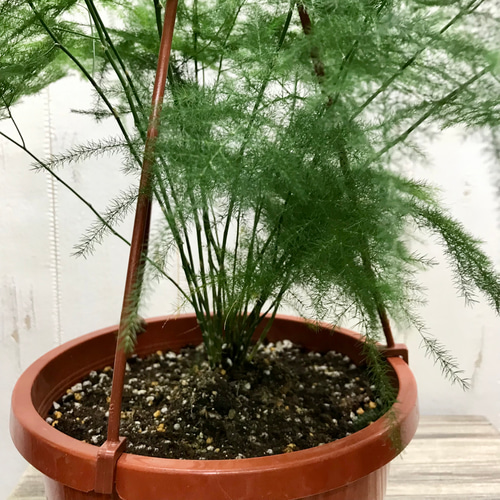 アスパラガス プルモーサス 〝ナナス〟 吊り鉢 その他インテリア雑貨