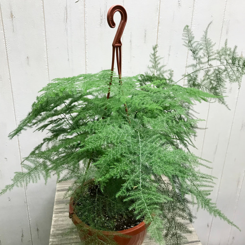 アスパラガス プルモーサス 〝ナナス〟 吊り鉢 その他インテリア雑貨