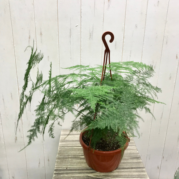 アスパラガス プルモーサス 〝ナナス〟 吊り鉢 その他インテリア雑貨