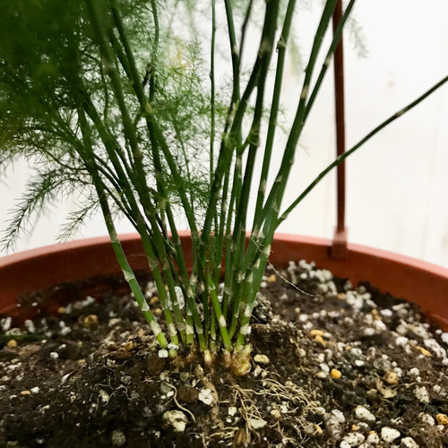 アスパラガス プルモーサス 〝ナナス〟 吊り鉢 その他インテリア雑貨