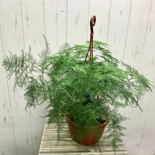 アスパラガス プルモーサス 〝ナナス〟 吊り鉢 その他インテリア雑貨